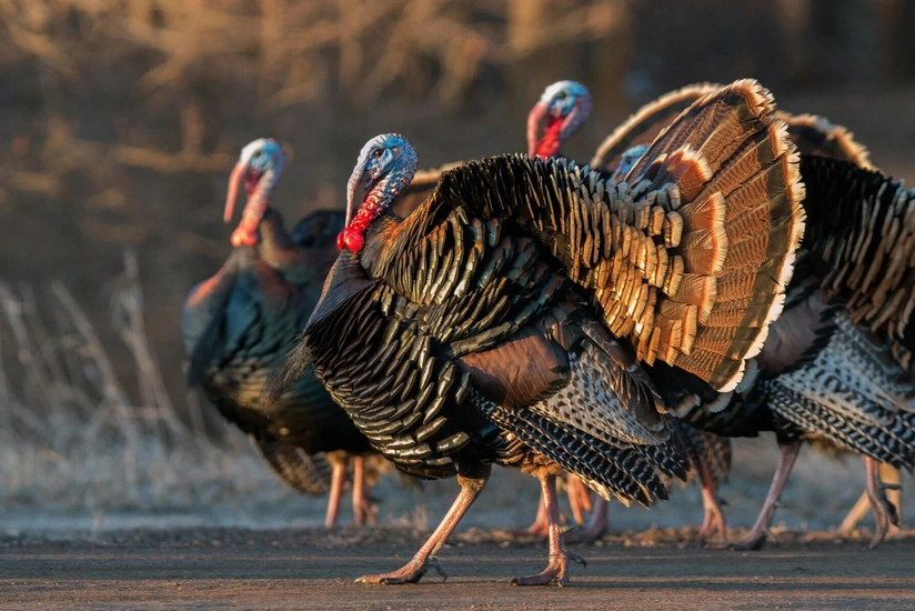 Азербайджан существенно увеличил импорт мяса индейки из Канады