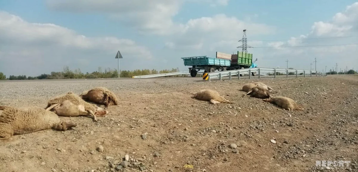 Ağcabədidə avtomobil qoyun sürüsünə girib, 10-dan çox xırdabuynuzlu tələf olub - FOTO