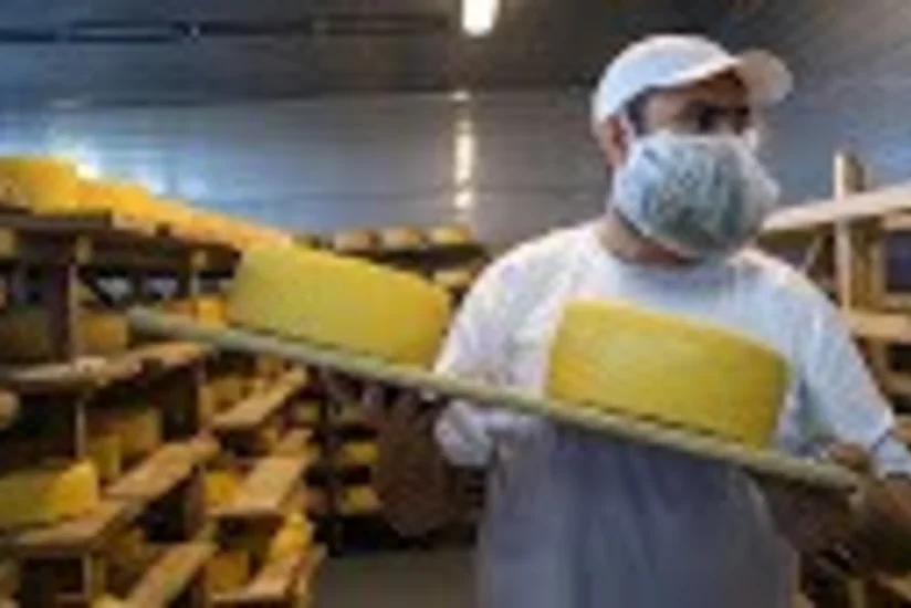 Российский производитель сыров грозится перенести часть предприятия в другую страну