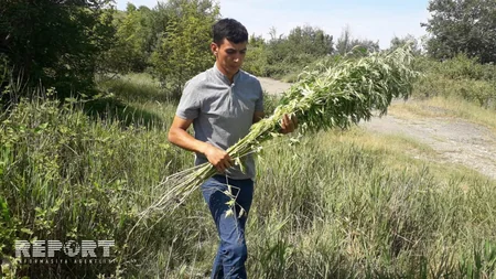 Ağsuda 1100 kiloqram çətənə kolu yandırılaraq məhv edilib - FOTO