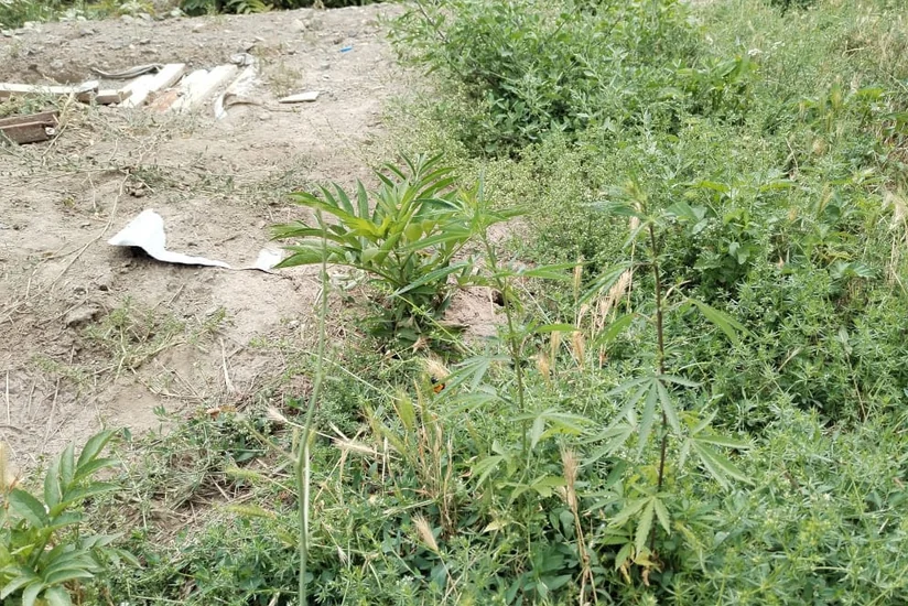 Zəngilanda 1 tondan çox çətənə məhv edilib