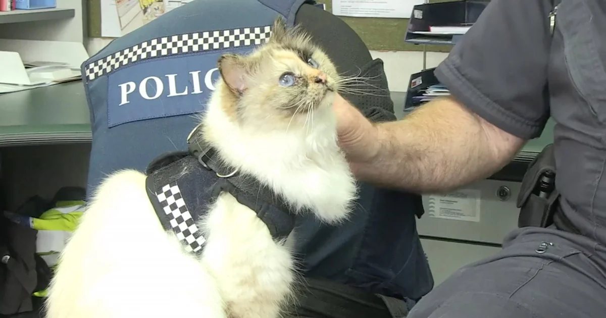 A cat joins New Zealand police team