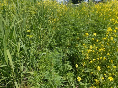 Şəkidə 1 ton 500 kq narkotik vasitə məhv edilib