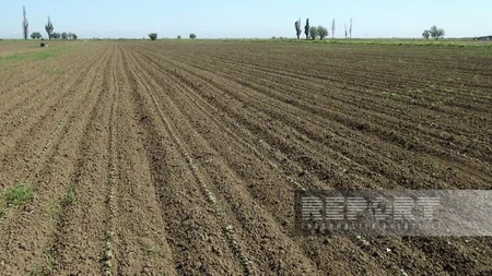Son günlər müşahidə olunan intensiv yağıntıların kənd təsərrüfatına təsirləri açıqlanıb