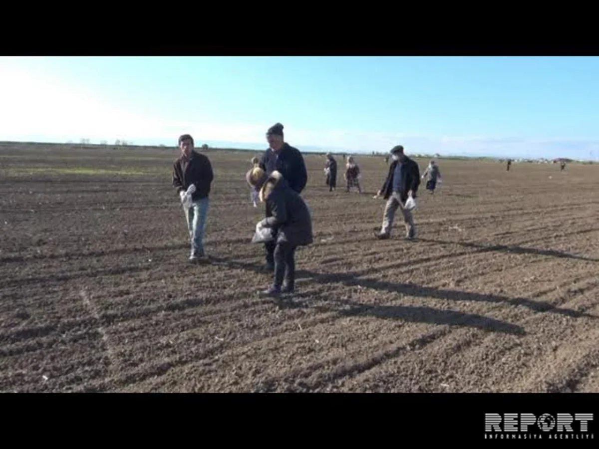 Cəlilabadın taxıl sahələrində gəmiricilərin sayı kəskin şəkildə artıb