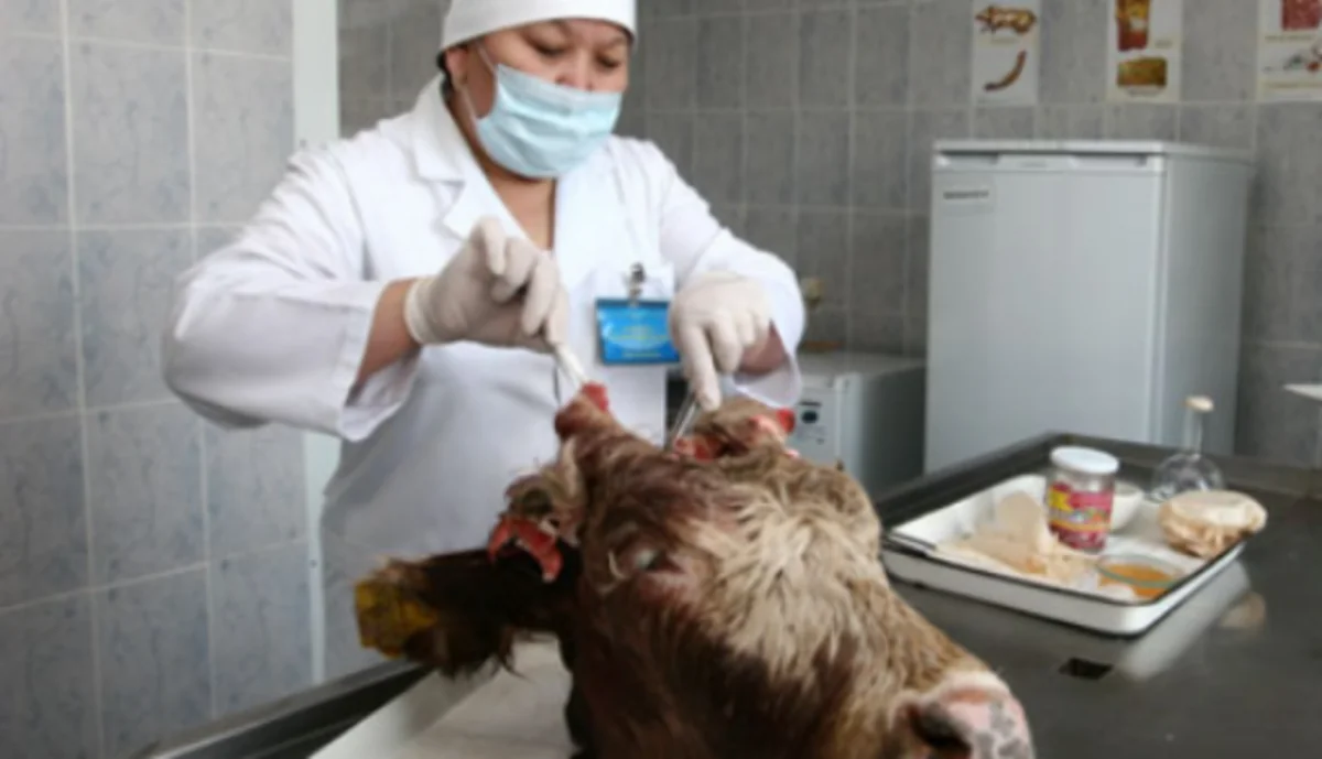 Ucarda 12 nəfər quduzluq xəstəliyinə yoluxub