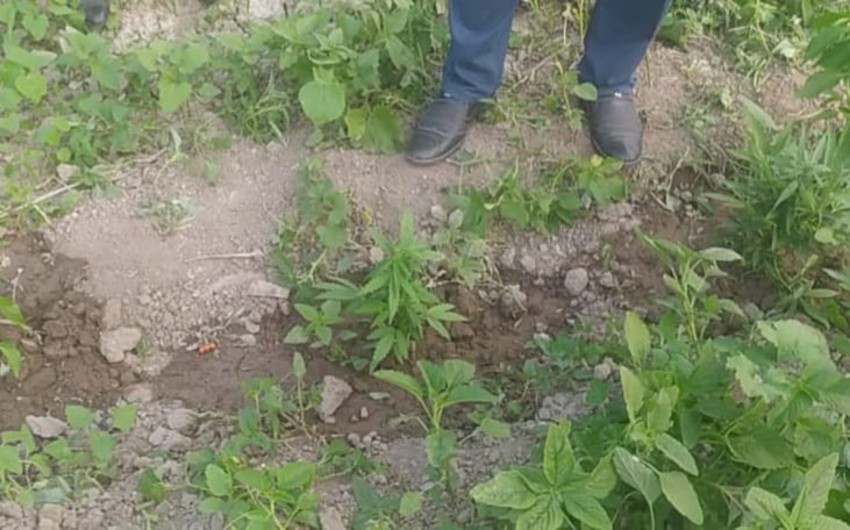 Ağcabədi polisi əməliyyat keçirdi, saxlanılan var