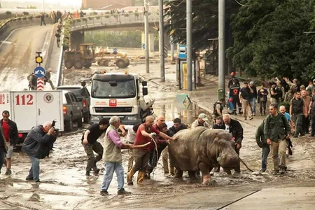 ​Tbilisidə zoopark dağılıb, heyvanlar şəhər küçələrinə axışıb - FOTO