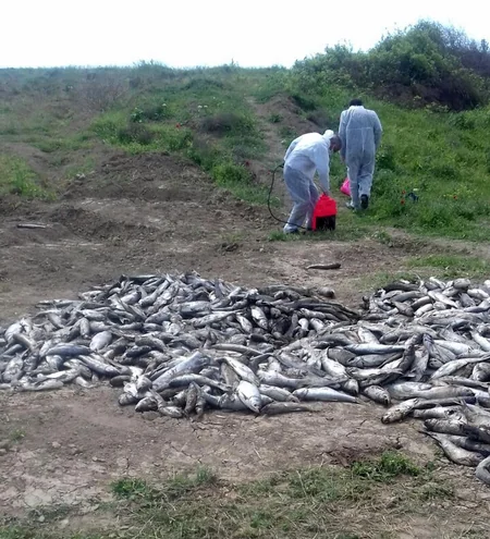 DBNX Ağcabədidə balıqların kütləvi şəkildə tələf olmasının səbəbini açıqlayıb