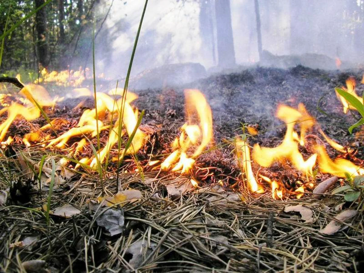 Cemetery fire in Baku extinguished