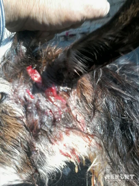 Qubanın kəndlərinə canavarlar hücum edib - FOTO