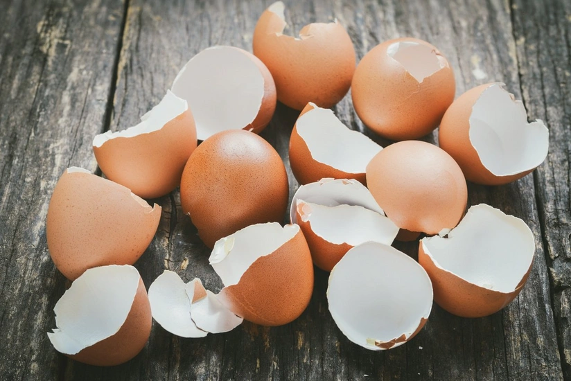 Scientists create a surgical material from eggshells
