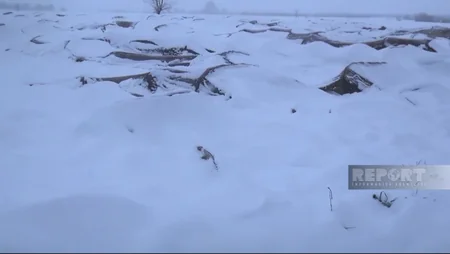 Cəlilabadda yağan qar kənd təsərrüfatına ziyan vurub