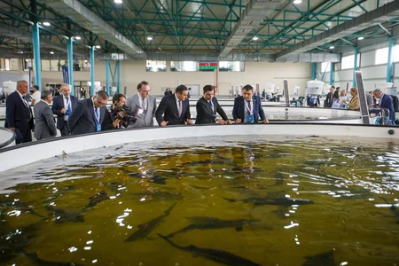 50,000 sturgeon released into the Caspian Sea by Azerbaijan fish farm to mark International Day for Biological Diversity