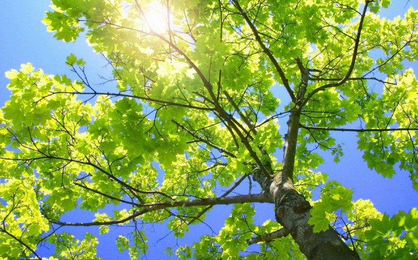 Sabah Azərbaycanda havanın temperaturu 28 dərəcəyədək yüksələcək
