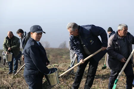 Qəbələnin yanğına məruz qalmış meşə sahəsinə ağac toxumları səpilib