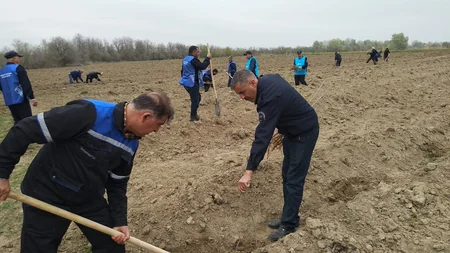 В рамках Зеленого марафона прошли акции по посадке деревьев