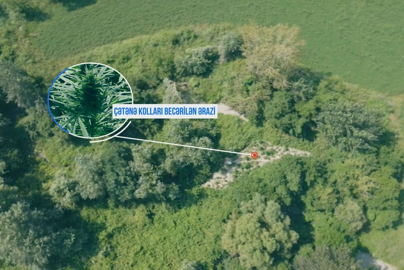 Şəkidə çətənə əkən qohumlar saxlanılıb