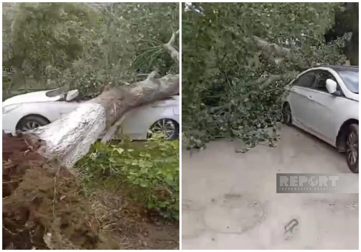 Salyanda güclü külək çoxillik ağacı avtomobilin üzərinə aşırıb