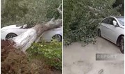 Salyanda güclü külək çoxillik ağacı avtomobilin üzərinə aşırıb