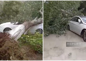 Salyanda güclü külək çoxillik ağacı avtomobilin üzərinə aşırıb