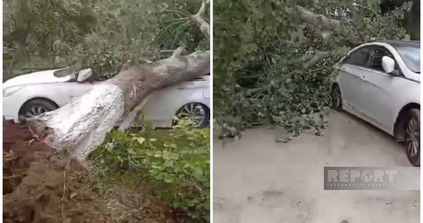 Salyanda güclü külək çoxillik ağacı avtomobilin üzərinə aşırıb