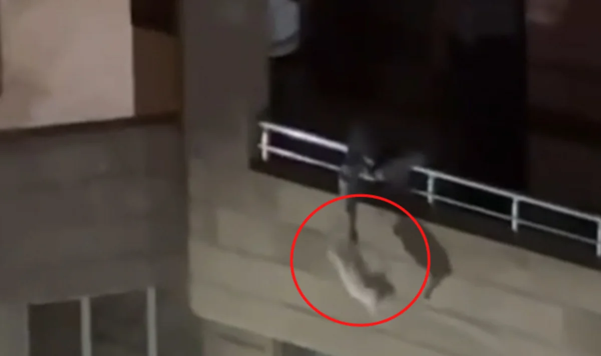 Bakıda pişiklə rəhmsiz rəftar edən şəxs polis şöbəsinə çağırılıb
