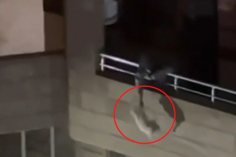 Bakıda pişiklə rəhmsiz rəftar edən şəxs polis şöbəsinə çağırılıb