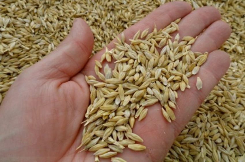 Hacıqabulda keçmiş məhkum 2 ton arpa oğurlayıb