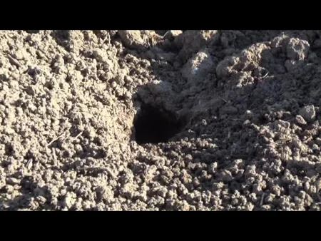 Cəlilabadın taxıl sahələrində gəmiricilərin sayı kəskin şəkildə artıb