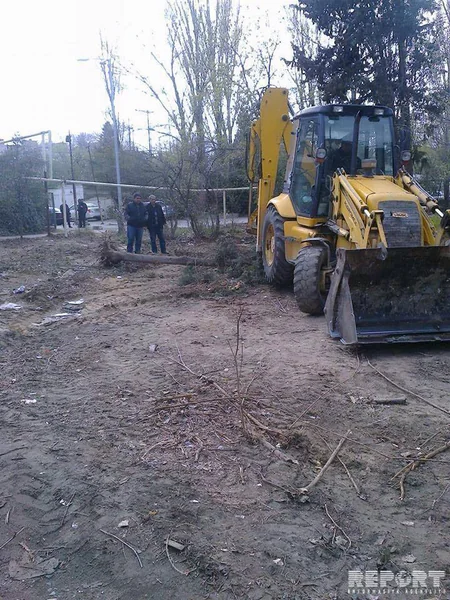 Bakıda ağaclar abadlıq adı ilə kütləvi şəkildə kəsilib, Mənzil-Kommunal Təsərrüfatı Birliyi cərimələnib - FOTO