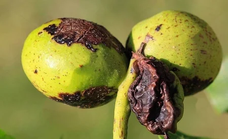 İsmayıllının alma bağlarında xəstəlik aşkarlanıb