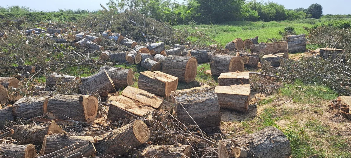 Zərdabda ağacları kəsən şəxslər saxlanılıb