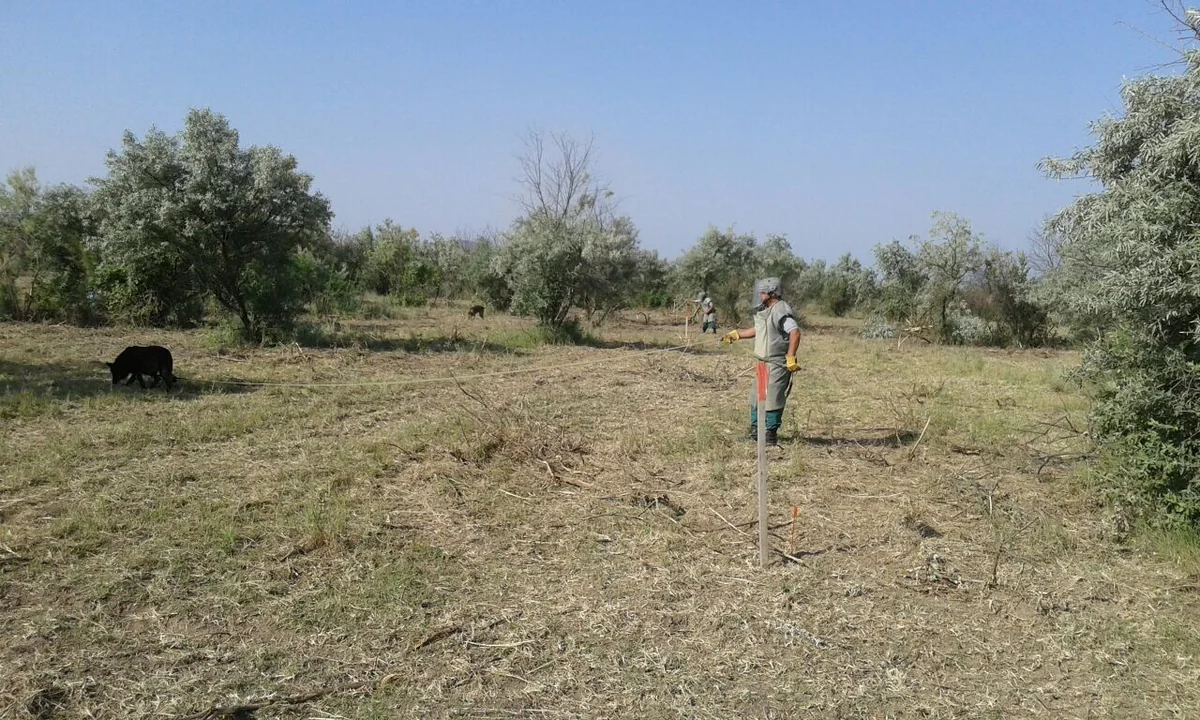 Cocuq Mərcanlıda gün ərzində 1 168 ədəd qəlpə aşkar edilib