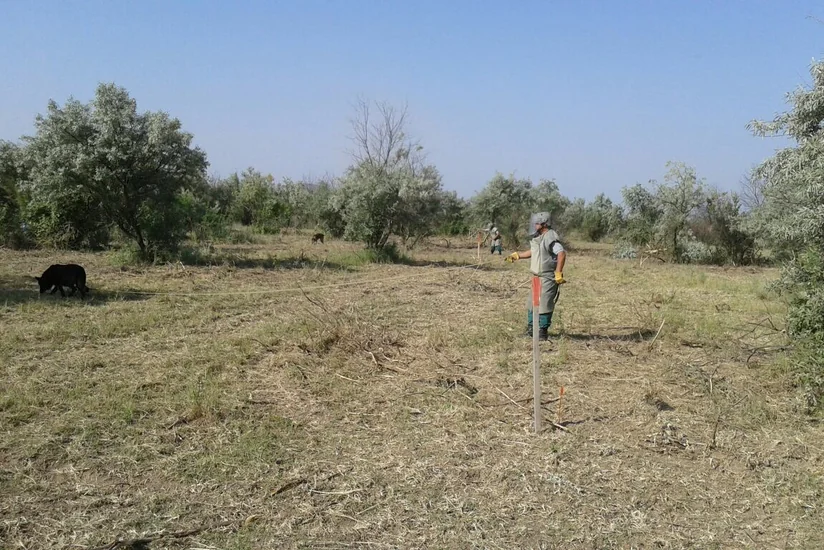 Cocuq Mərcanlıda gün ərzində 1 168 ədəd qəlpə aşkar edilib