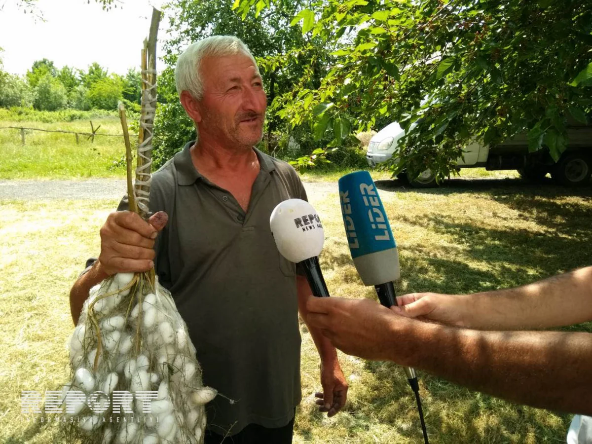Media nümayəndələri Qax və Şəkidə baramaçılıqla tanış olublar - FOTO