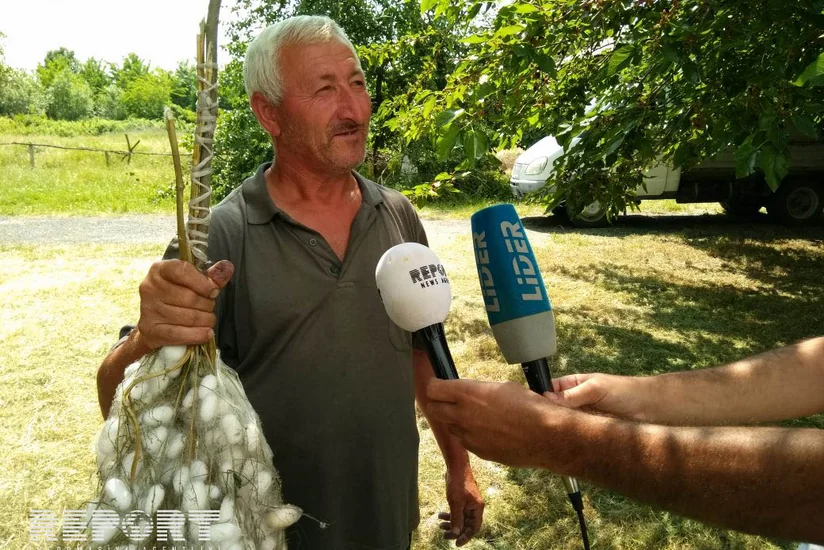 Media nümayəndələri Qax və Şəkidə baramaçılıqla tanış olublar - FOTO