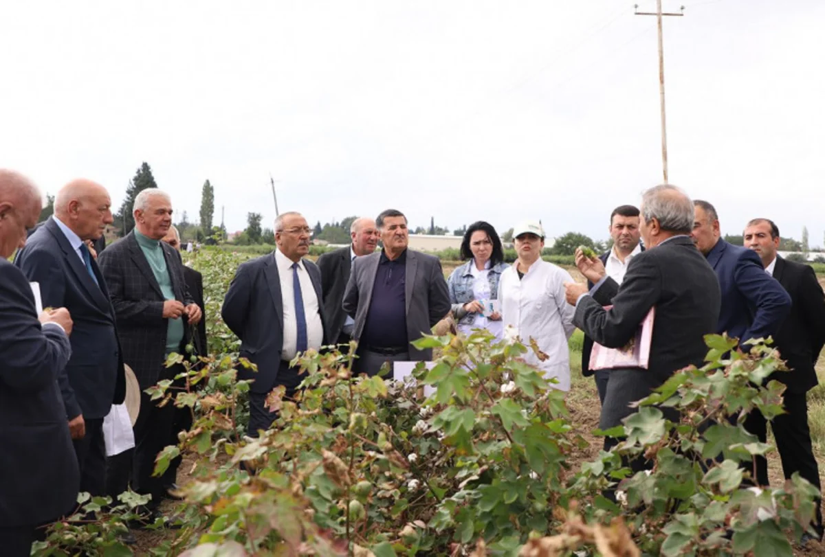 Azərbaycanda yerli pambıq sortlarından geniş istifadə edilməsi təklif olunur
