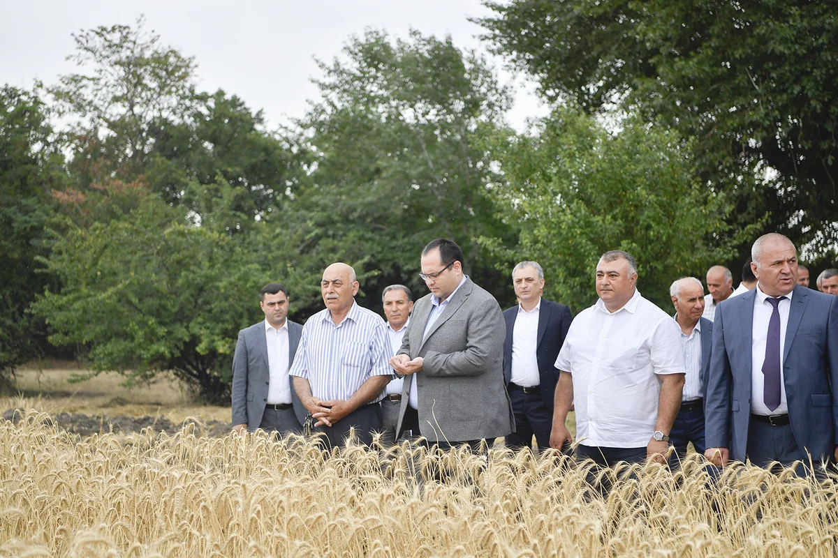 Məcnun Məmmədov Xaçmazda taxıl biçinini izləyib, fermerlərlə görüşüb