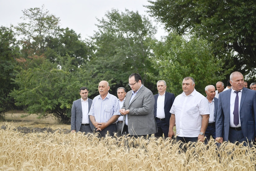 Məcnun Məmmədov Xaçmazda taxıl biçinini izləyib, fermerlərlə görüşüb