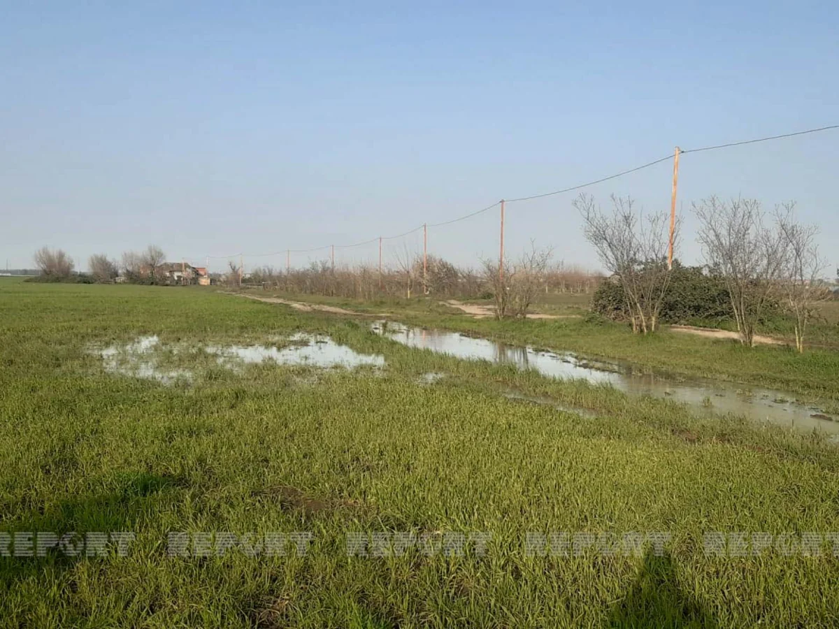 Cəlilabadda subasmaya məruz qalaraq məhv olan əkin sahələrinə baxış keçirilib