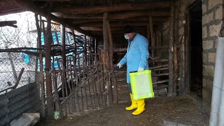 Qaxda heyvanlar arasında profilaktik tədbirlər aparılır