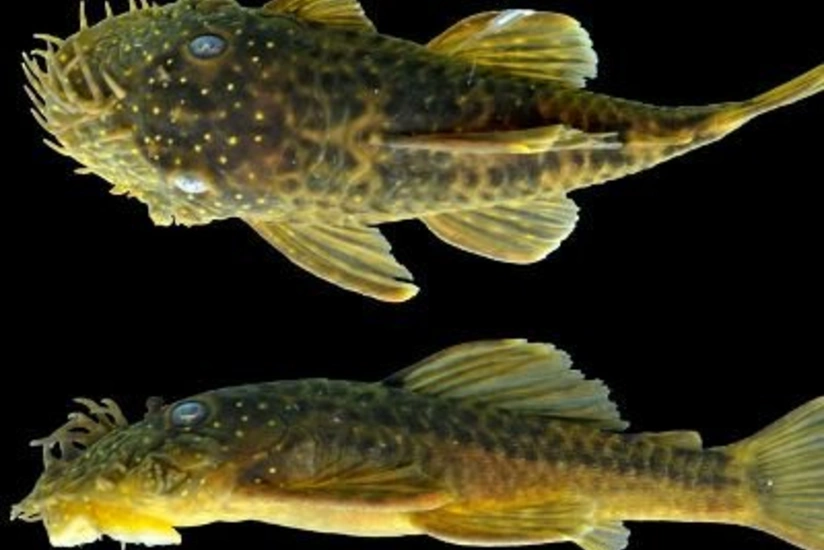 Amazoniyada yeni balıq növü aşkarlanıb