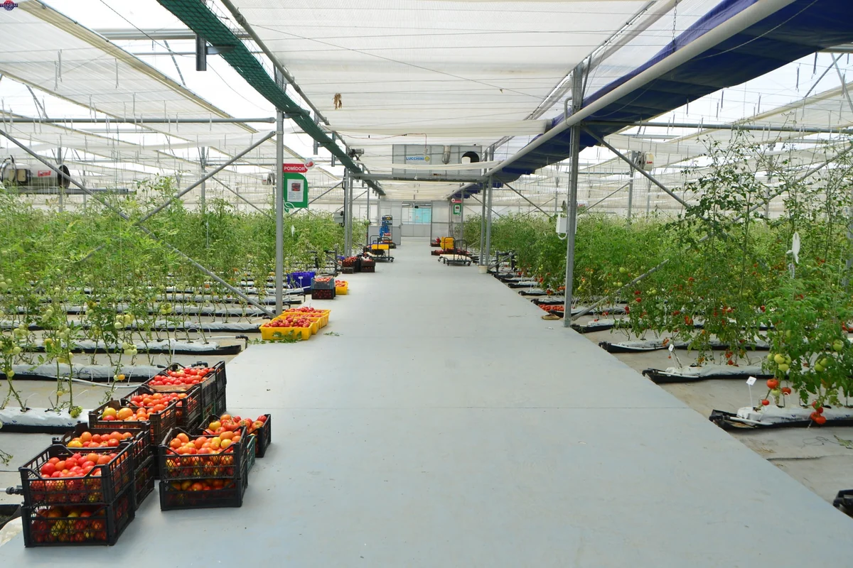Azerbaijan sees 16% decline in greenhouse tomato production