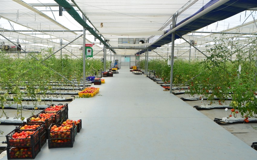 Azerbaijan sees 16% decline in greenhouse tomato production