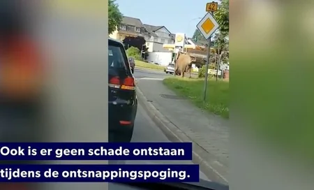 В Германии слон сбежал из цирка и гулял по городу - ВИДЕО
