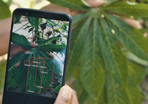 Azərbaycanda bitki xəstəliklərini aşkar edən mobil tətbiq yaradılıb