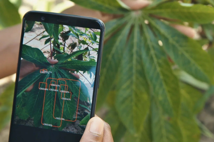 Azərbaycanda bitki xəstəliklərini aşkar edən mobil tətbiq yaradılıb