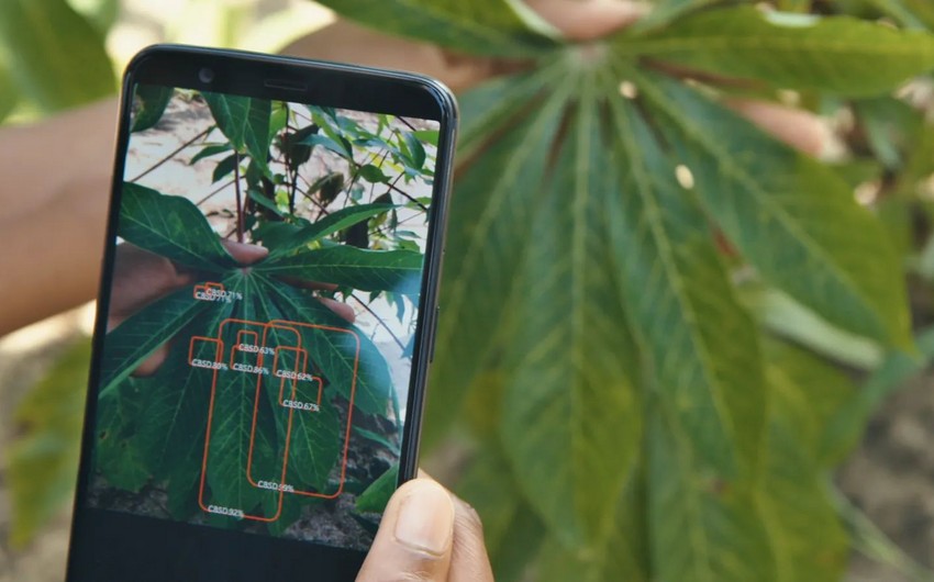 Azerbaijan sets up mobile application for detecting plant diseases