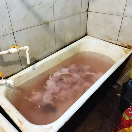 Lənkəranda antisanitar şəraitdə işləyən toyuq sexi aşkarlanıb